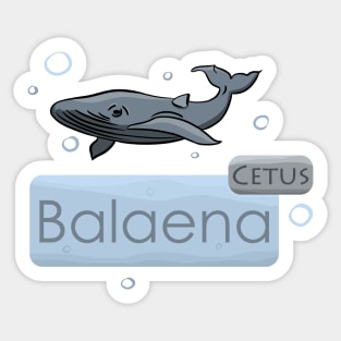 Whale Cetus Balaena Sticker